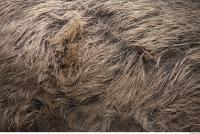 boar fur 0003